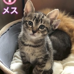 1ヶ月半の4兄妹❗️