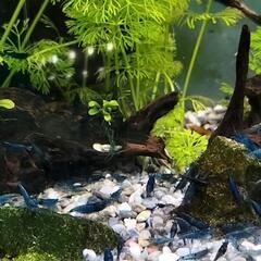 メダカ飼育の画像