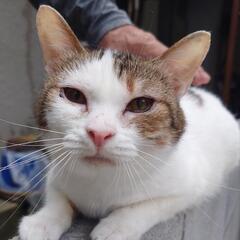 仔猫4匹・成猫3匹　里親募集 − 東京都