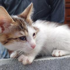 仔猫4匹・成猫3匹　里親募集