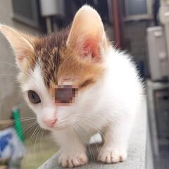 仔猫4匹・成猫3匹　里親募集 - 猫
