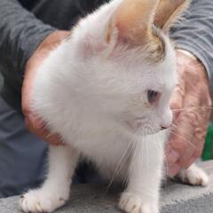 仔猫4匹・成猫3匹　里親募集 - 葛飾区