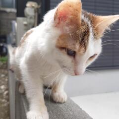 仔猫4匹・成猫3匹　里親募集 - 里親募集