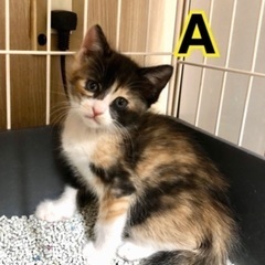 可愛い三毛猫ちゃん達1ヶ月半❗️