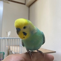 セキセイインコ/2羽  