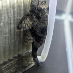 早い者勝ち！スネークスキンプレコ 熱帯魚 アクア 魚