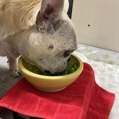 ペット用 わんテーブル ハリオ HARIO 犬用食器台 小型犬 中型犬の画像