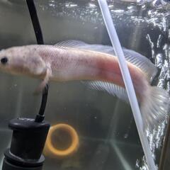 プラチナコウタイ 熱帯魚 アクア 魚の画像