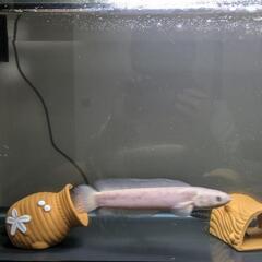 プラチナコウタイ 熱帯魚 アクア 魚の画像