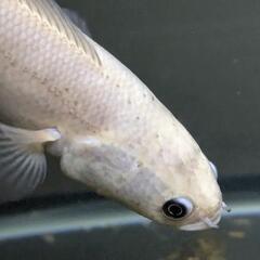 プラチナコウタイ 熱帯魚 アクア 魚