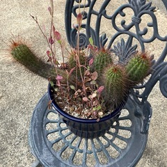 サボテン　植物