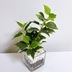 ランキングキーワードに紐づく投稿画像-観葉植物