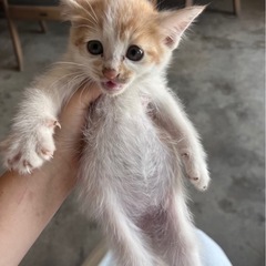 生後約2ヶ月の茶白子猫ちゃん