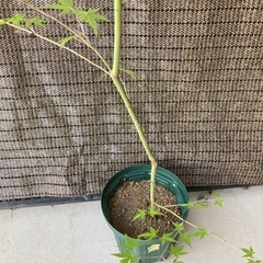 紅葉　もみじ　イロハモミジ