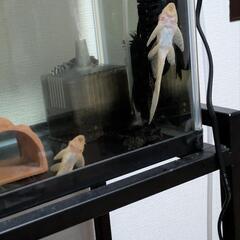 アルビノセルフィンプレコ 熱帯魚 アクア 魚