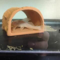 アルビノセルフィンプレコ 熱帯魚 アクア 魚の画像