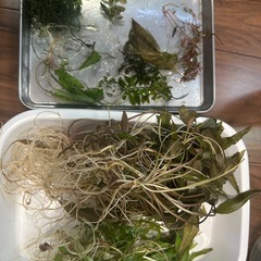 水草多数