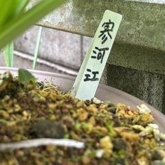 ギボウシ(ホスタ) 寒河江の画像