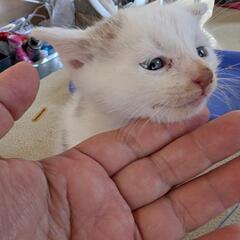 子猫4匹1カ月くらい里親募集