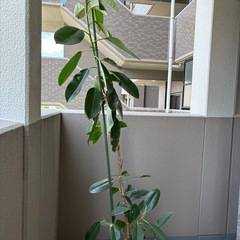 ゴムの木の画像