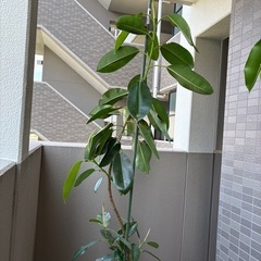 ゴムの木の画像