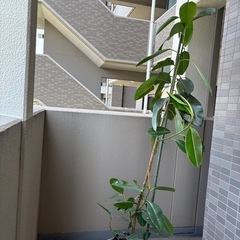 ゴムの木の画像