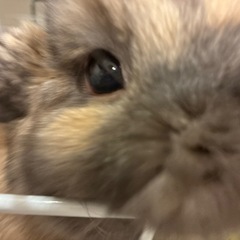 うさぎ　ホーランドロップ　里親募集