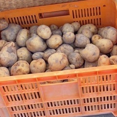 ジャガイモ🥔