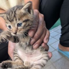 新しい家族募集中！キジトラの子猫です。