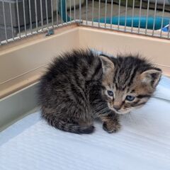 新しい家族募集中！キジトラの子猫です。の画像