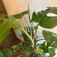 植物(ヒメモンステラ)の画像