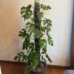 植物(ヒメモンステラ)の画像