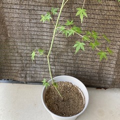 紅葉　もみじ　イロハモミジの画像