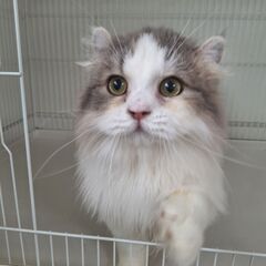 里親募集中！6ヶ月アメリカンカール♂