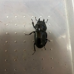 サキシマヒラタクワガタ　新成虫トリオ（♂♀♀）の画像