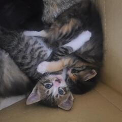子猫4匹