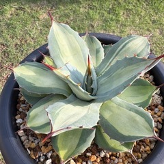 アガベ　吉祥天錦
の画像