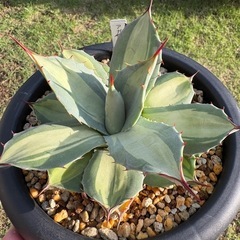 アガベ　吉祥天錦
の画像