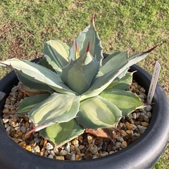 アガベ　吉祥天錦
の画像