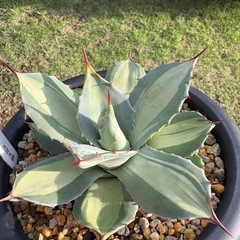 アガベ　吉祥天錦
の画像