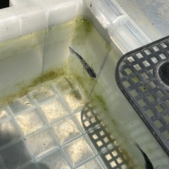 めだかの卵　300〜500 円
（10＋α）の画像