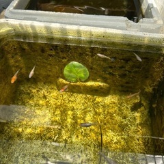 めだかの卵　300〜500 円
（10＋α）の画像