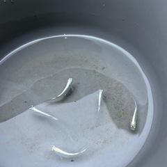 めだかの卵　300〜500 円
（10＋α）の画像