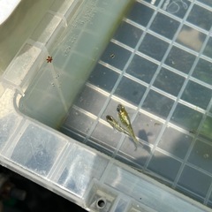 めだかの卵　300〜500 円
（10＋α）の画像