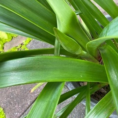 アマリリスの画像