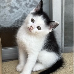 野良猫の仔猫 (兄弟)