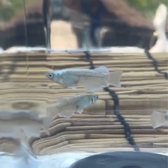 メダカ
