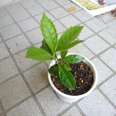 千両　せんりょう　ガーデニング　苗木　植物　園芸の画像