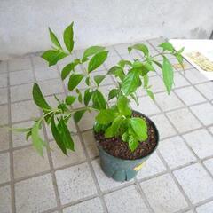 紫式部　むらさきしきぶ　ガーデニング　苗木　植物　園芸　Ｂ