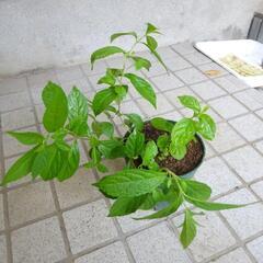 紫式部　むらさきしきぶ　ガーデニング　苗木　植物　園芸　Ｂの画像